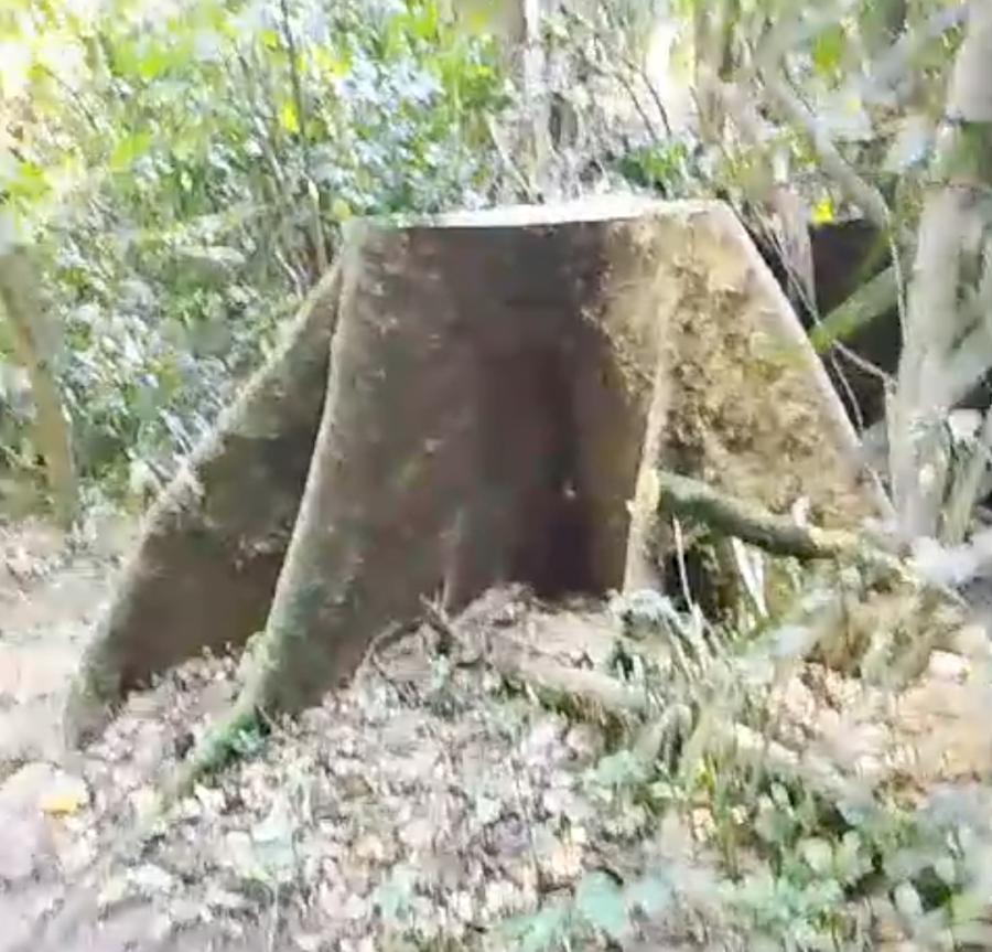 Internauta denuncia derrubada de árvore centenária no Horto Florestal de Rio Branco